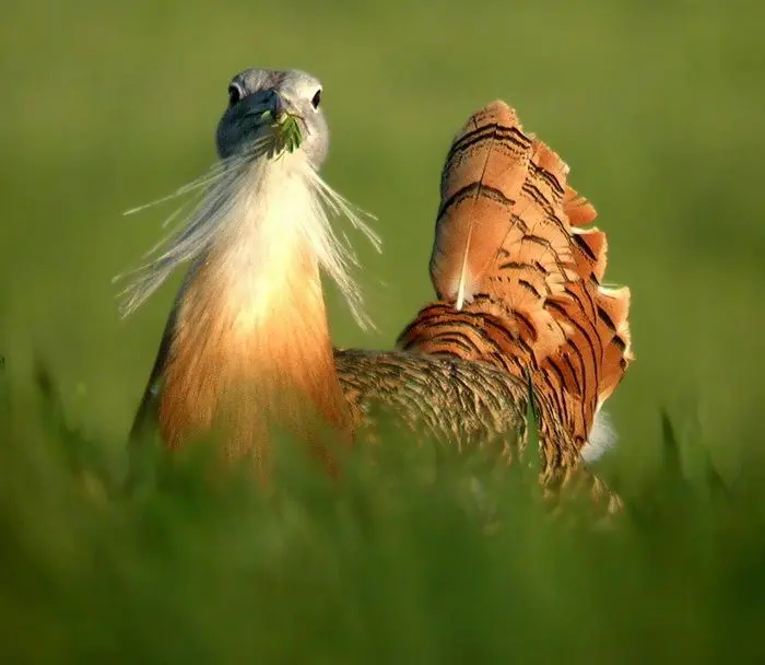 ave voladora mas pesada - Cuál es el animal volador más pesado del mundo