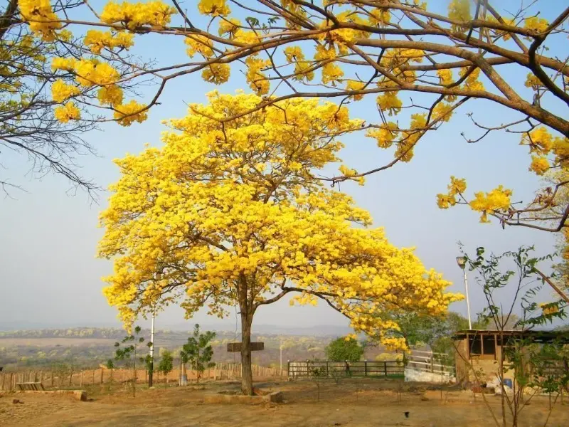 Ave, Flor y Árbol Nacional de Venezuela - Cuál es el árbol nacional de Venezuela ave flor y arbol nacional de venezuela - Cuál es el árbol nacional de Venezuela