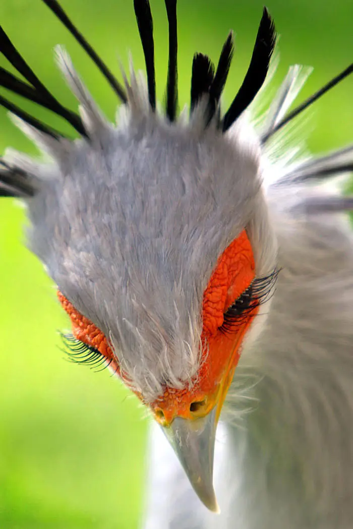 Las aves exóticas más impresionantes del entorno - Cuál es el ave más exotica del mundo aves exoticas con sus nombres - Cuál es el ave más exotica del mundo