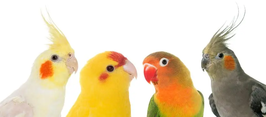 aves pequeñas - Cuál es el ave más fácil de criar