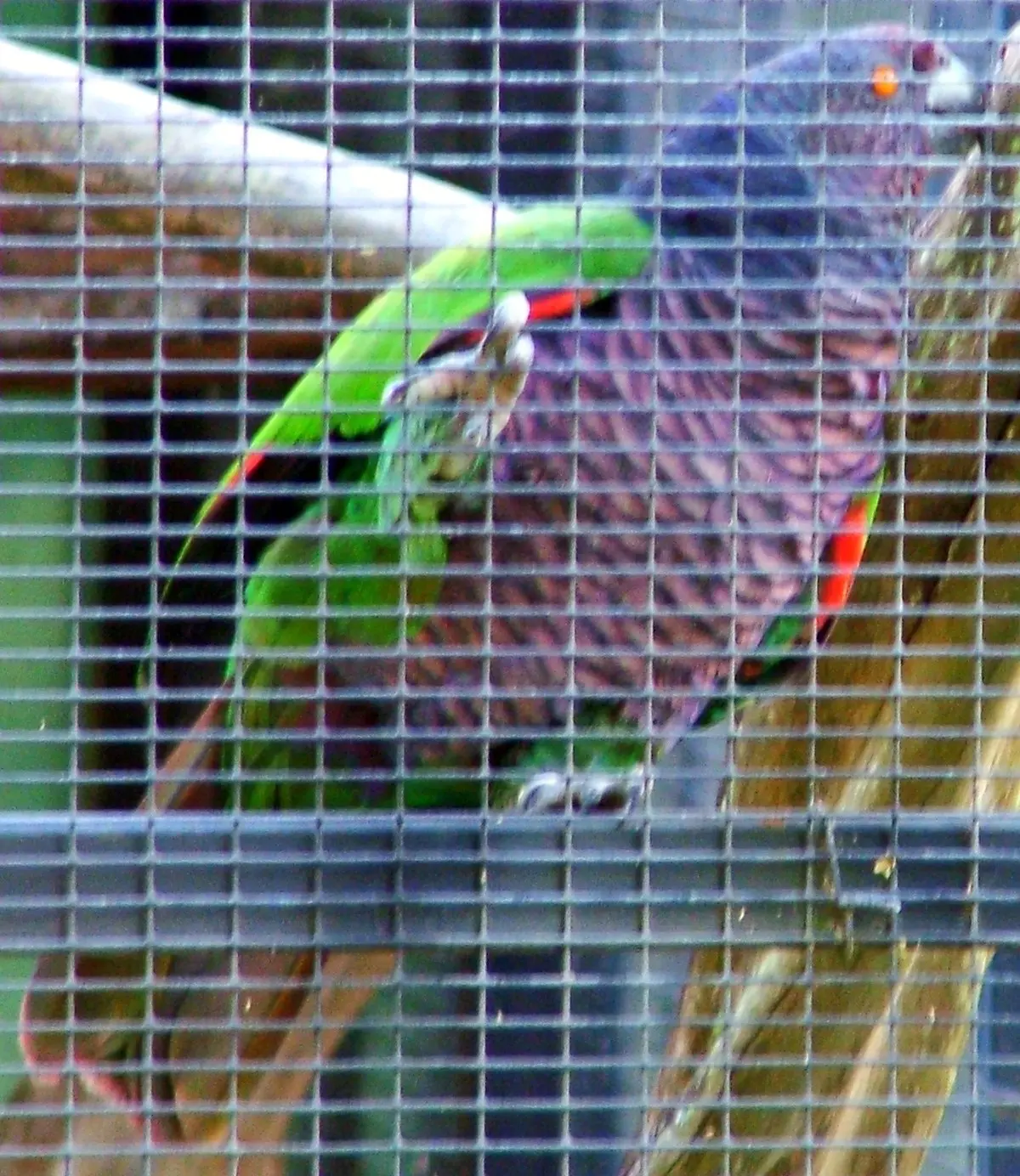 aves del amazonas - Cuál es el ave más grande del Amazonas