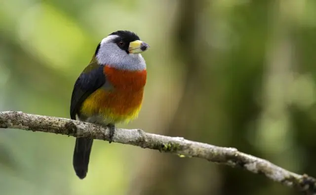 aves endemicas de colombia - Cuál es el ave más rara de Colombia