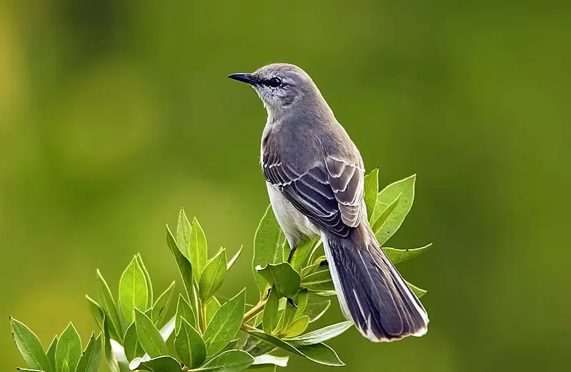 ave de muchas voces - Cuál es el ave más ruidosa del mundo