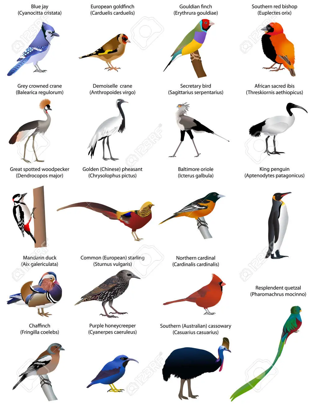 nombres de aves salvajes - Cuál es el ave más salvaje