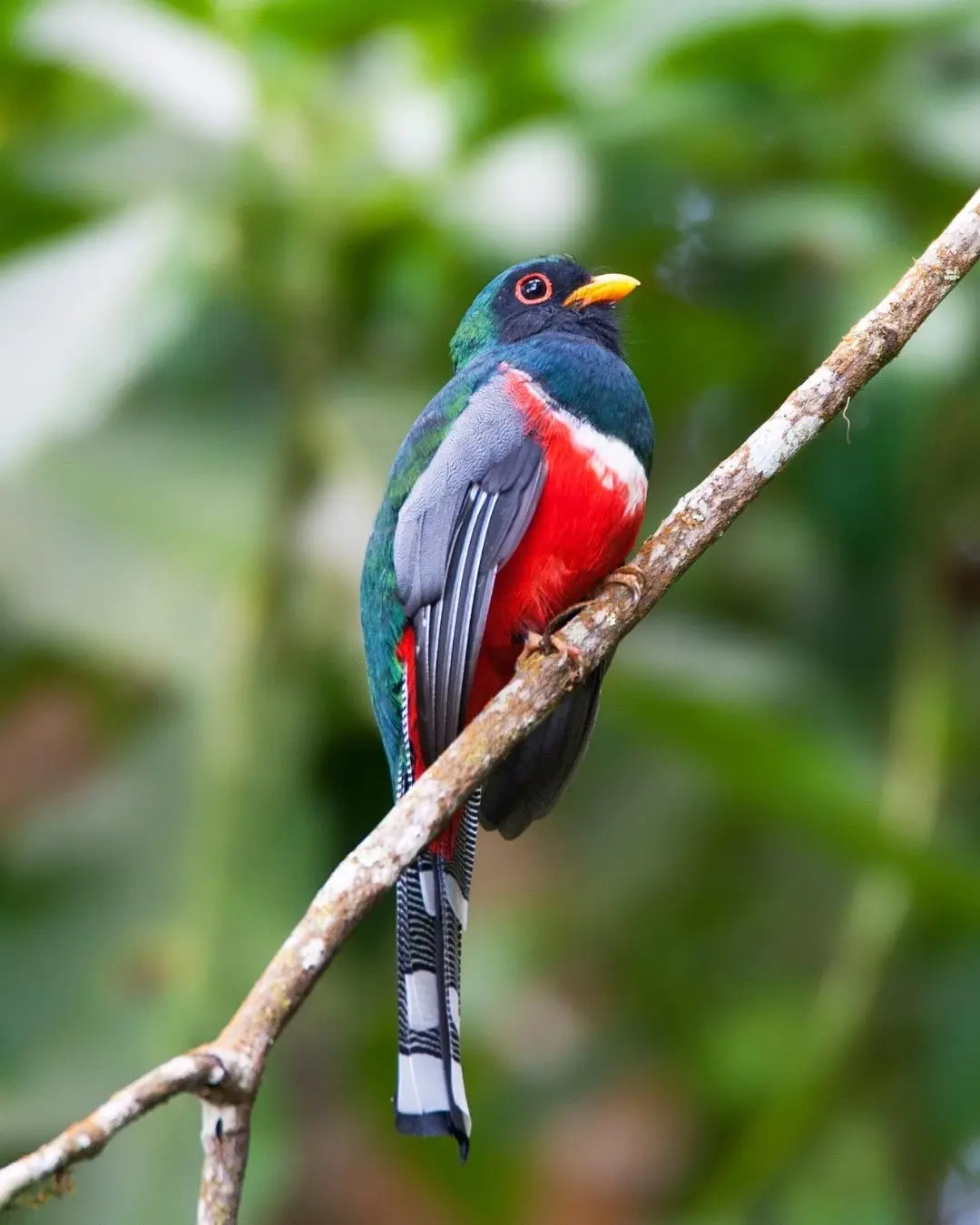 ave nacional de haiti - Cuál es el ave nacional de España