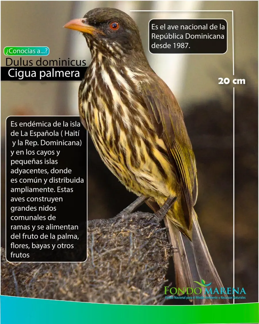 ave nacional de dominica - Cuál es el ave nacional de Haití