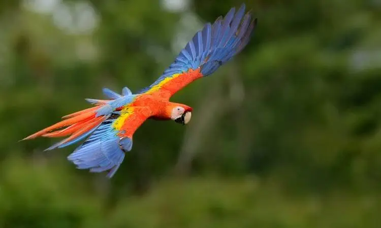 aves hondureñas - Cuál es el ave nacional de Honduras