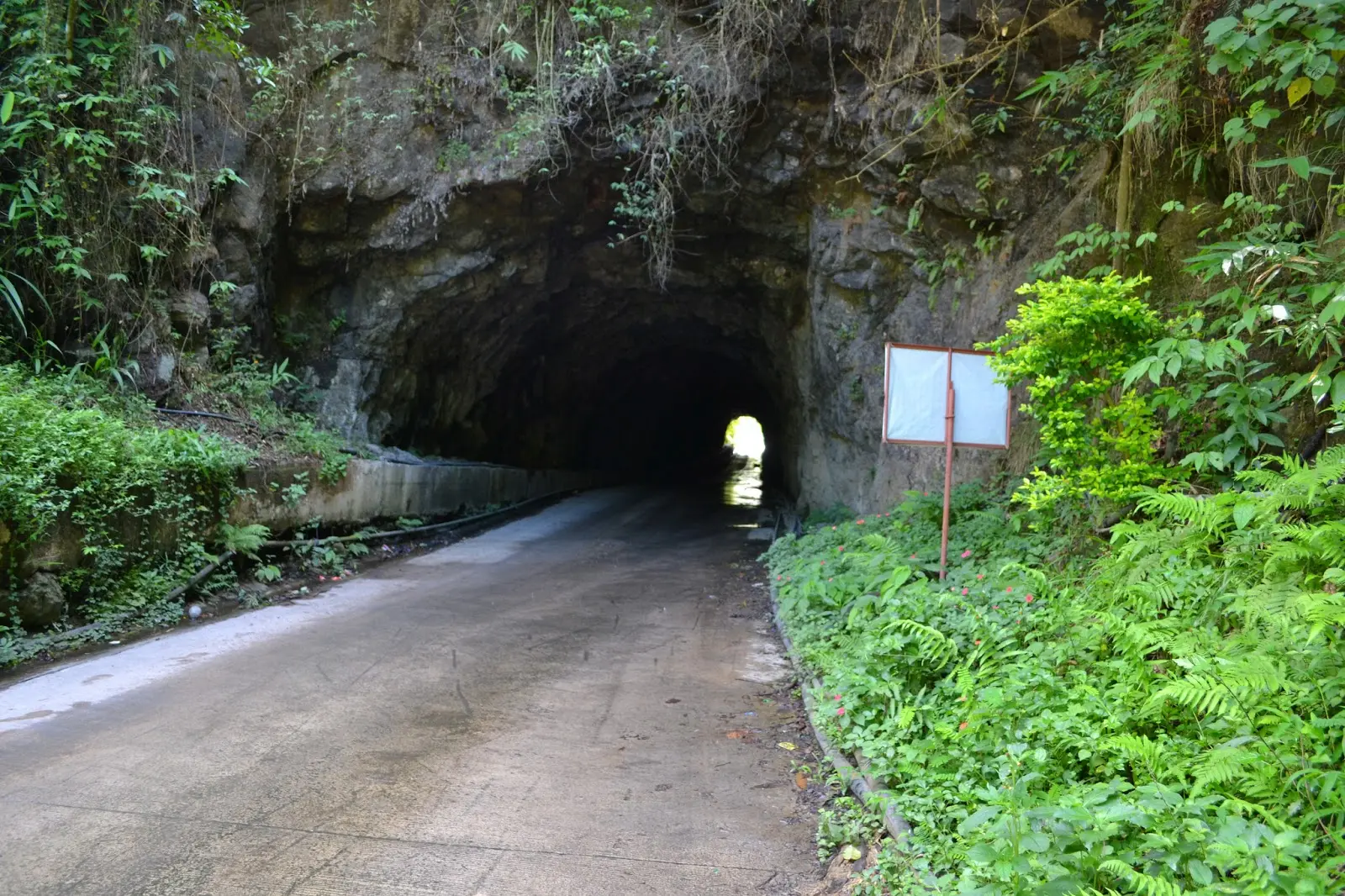 asin ave - Cuál es el ave nacional de la India