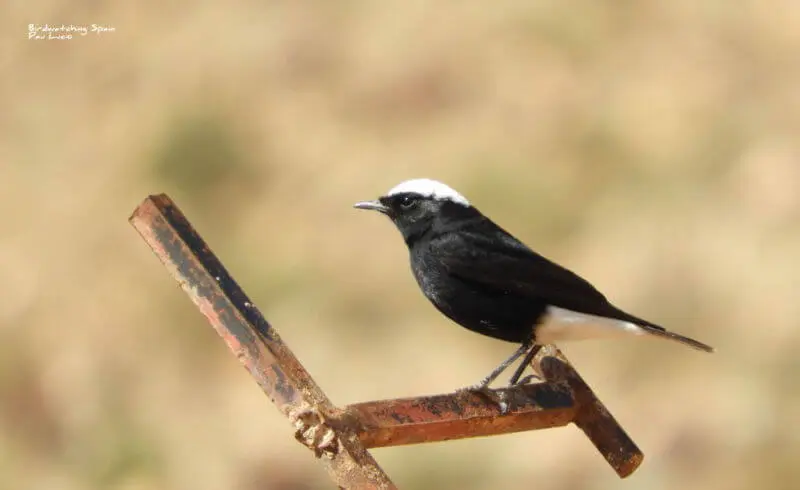 marruecos aves - Cuál es el ave nacional de Marruecos