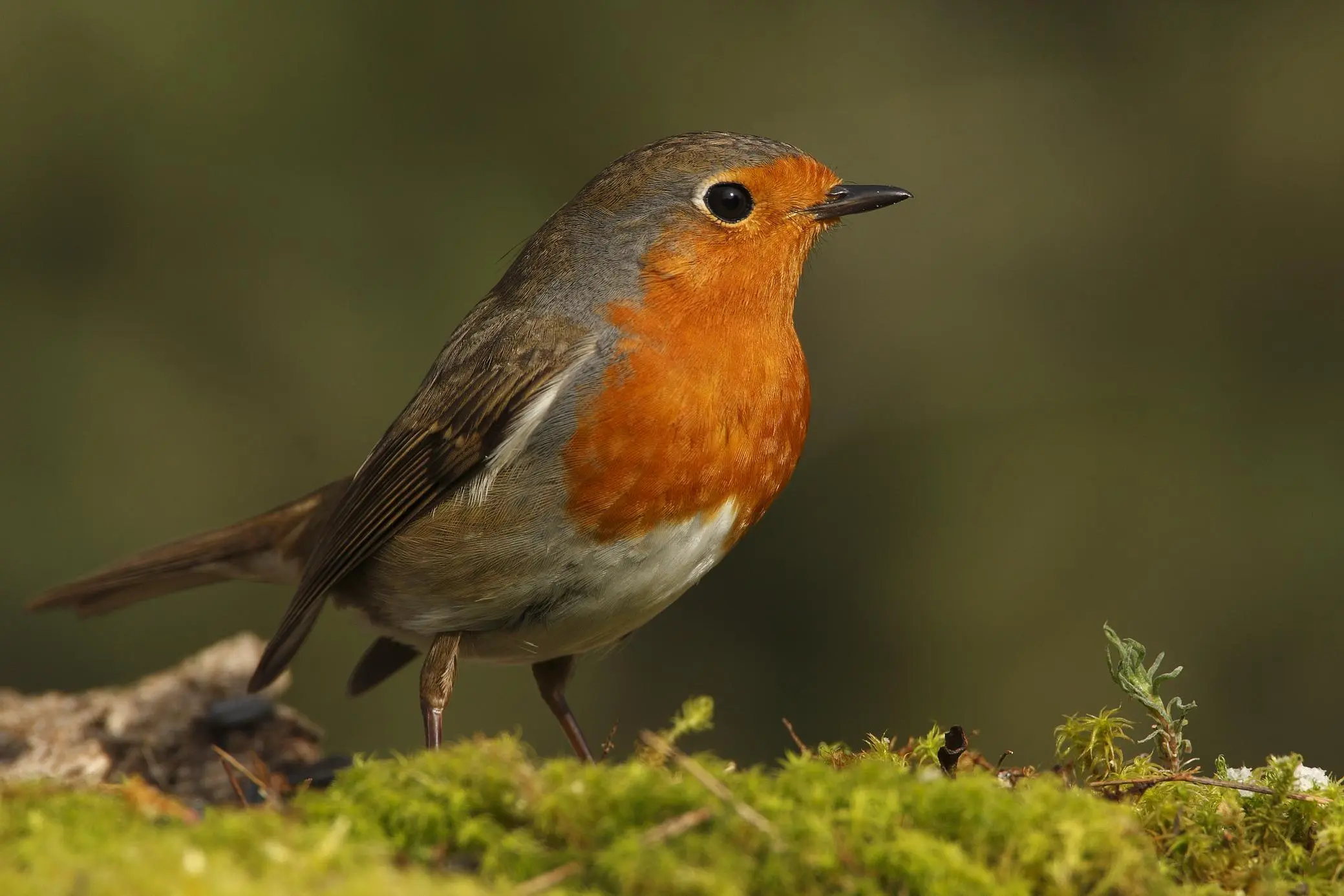 ave nacional de grecia - Cuál es el ave nacional del Reino Unido
