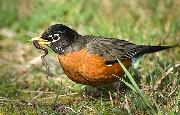 ave comiendo - Cuál es el ave que más come en el mundo