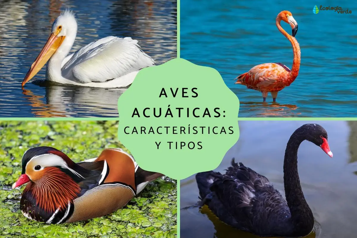 aves que nadan bajo el agua - Cuál es el ave que nada en el mar
