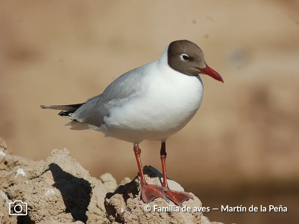 ave gaviota capucho cafe - Cuál es el color de las gaviotas