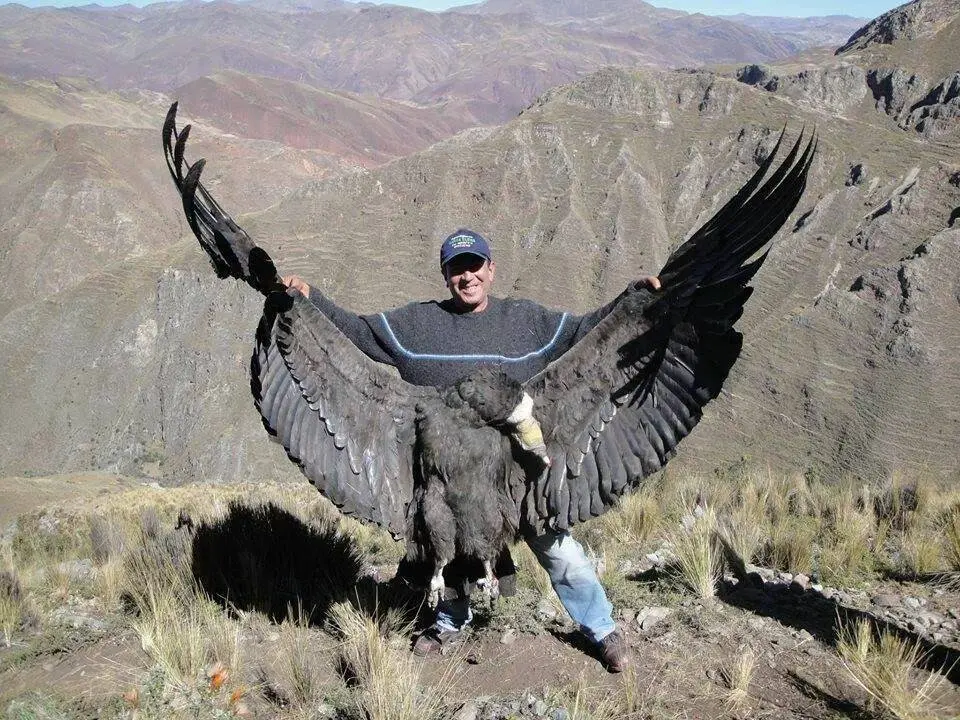 condor ave tamaño - Cuál es el cóndor más grande del mundo