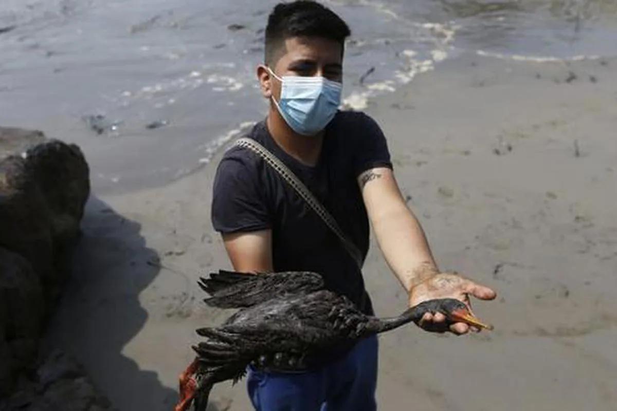 ave afectada por el petroleo - Cuál es el daño que genera el petróleo a los pingüinos