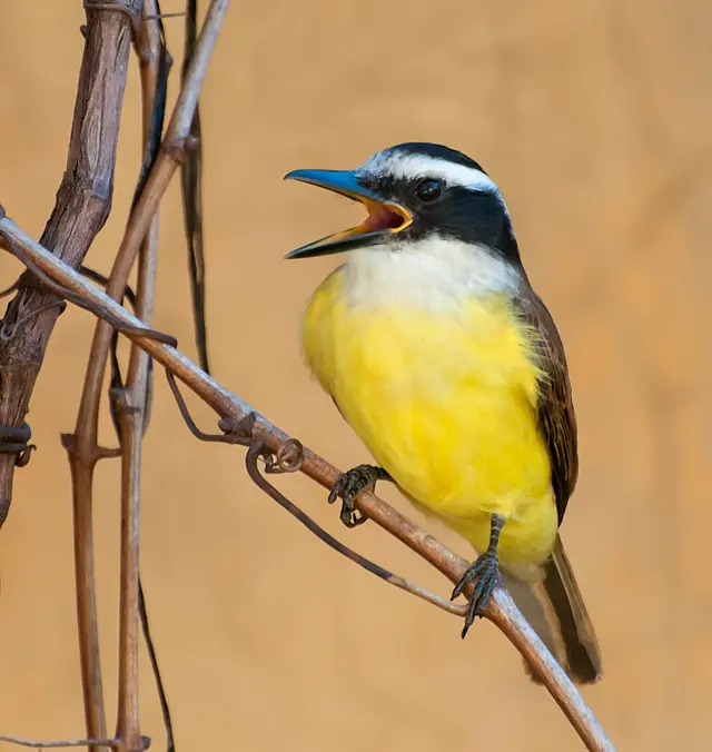 benteveo es pajaro en peligro de extincion - Cuál es el depredador del benteveo