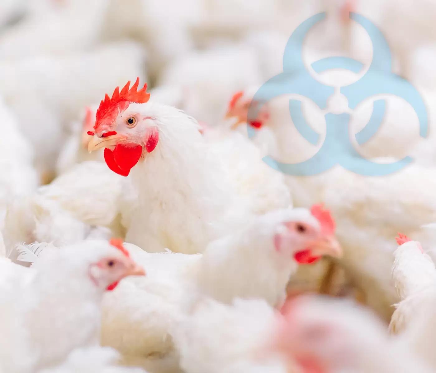 Bioseguridad en aves - Cuál es el fundamento de la bioseguridad en la producción avícola bioseguridad en aves - Cuál es el fundamento de la bioseguridad en la producción avícola