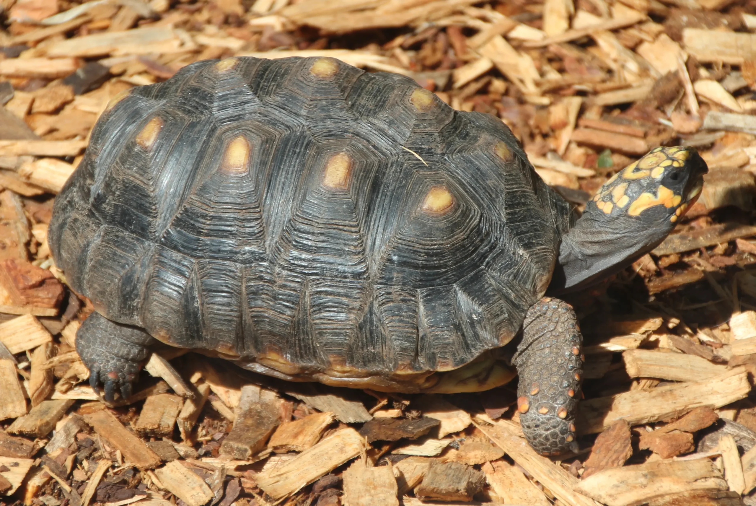 caracteristicas del pajaro tortuga - Cuál es el hábitat de la tortuga