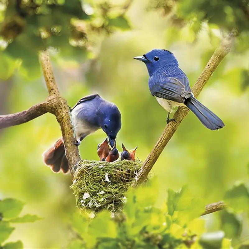 animales en su habitat aves - Cuál es el hábitat de los animales