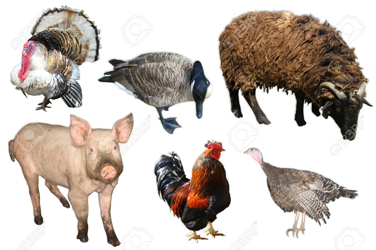 Cerdos y aves: una relación simbiótica - Cuál es el hábitat de los cerdos cerdos y aves - Cuál es el hábitat de los cerdos