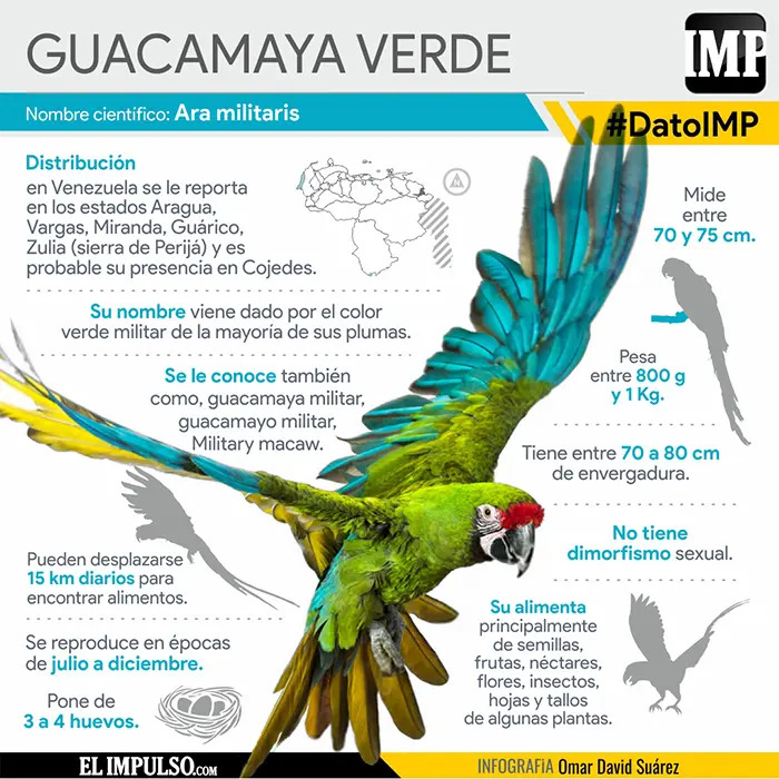 De qué se alimenta el guacamayo verde - Cuál es el hábitat del guacamayo verde de que se alimenta el guacamayo verde - Cuál es el hábitat del guacamayo verde