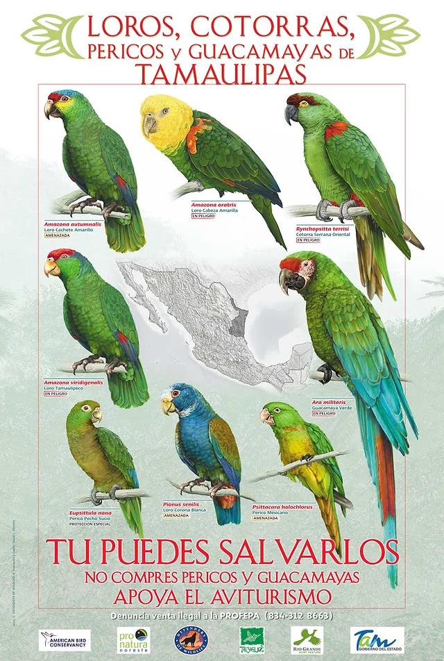 especies de loros amazonas - Cuál es el loro amazonas más pequeño