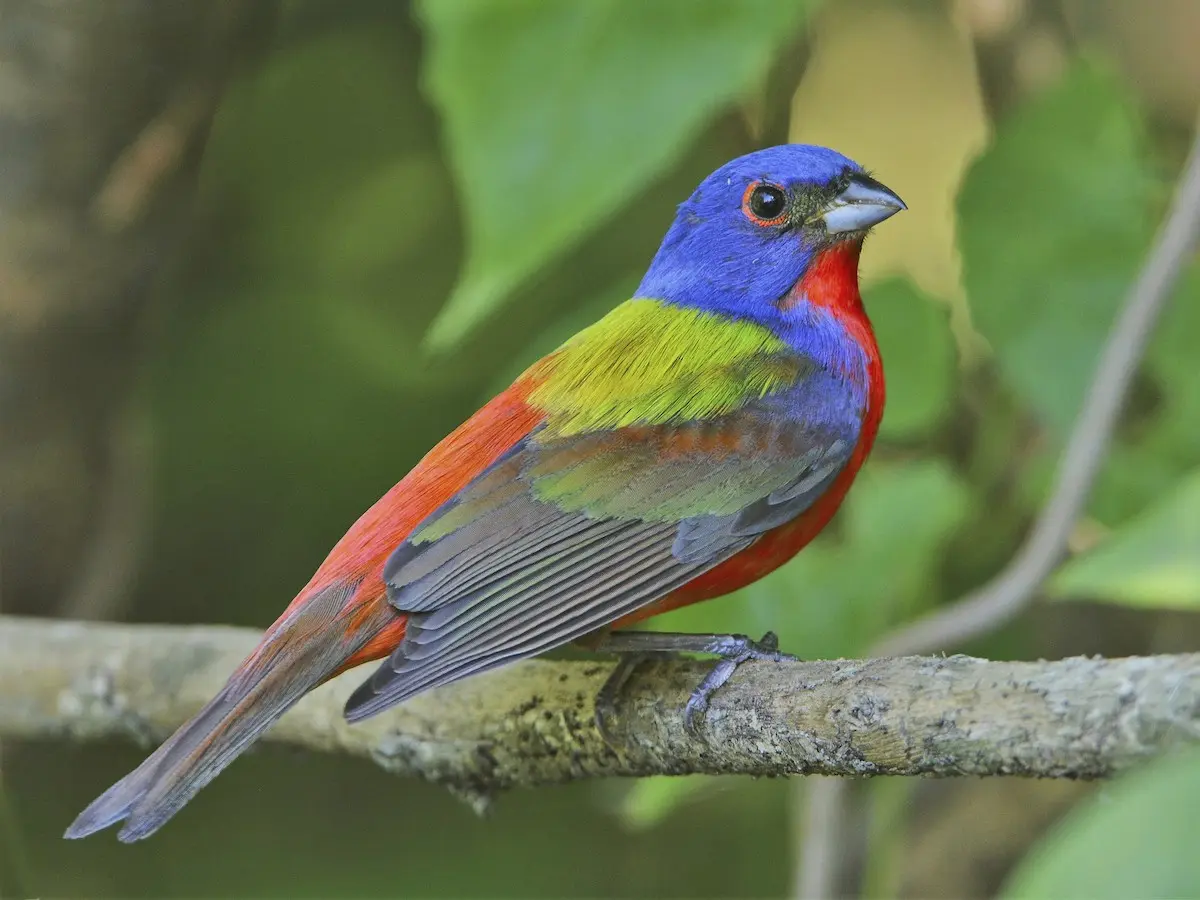 pájaro mariposa hembra - Cuál es el macho de la mariposa