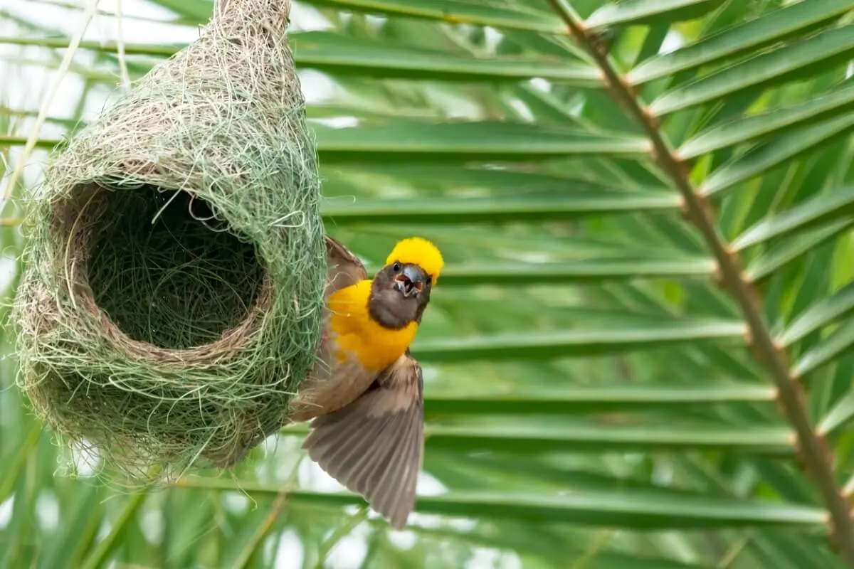 pajaros constructores - Cuál es el mejor animal constructor