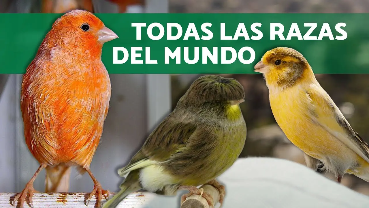 razas de pajaros canarios - Cuál es el mejor canario para canto