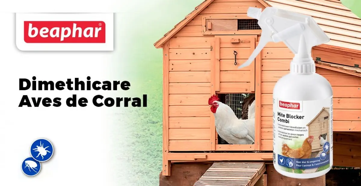 Antiparasitario para aves de corral: protegiendo la salud de tus gallinas - Cuál es el mejor desparasitante para aves antiparasitario para aves de corral - Cuál es el mejor desparasitante para aves