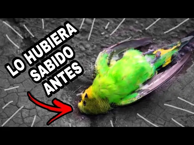 convulsiones en aves - Cuál es el mejor medicamento para la epilepsia