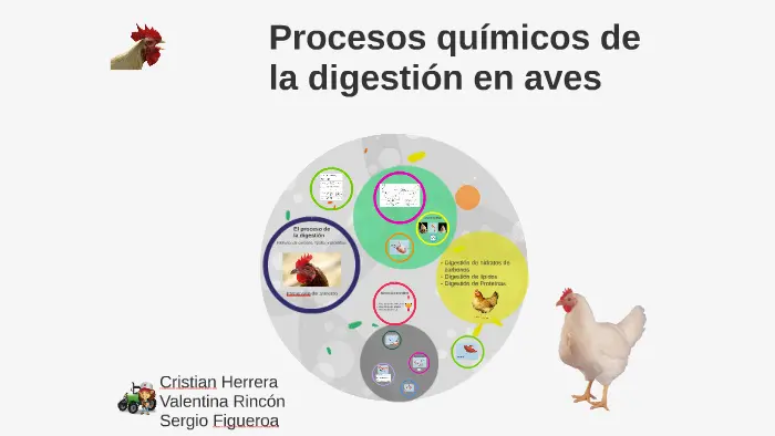 metabolismo en aves - Cuál es el metabolismo de las gallinas