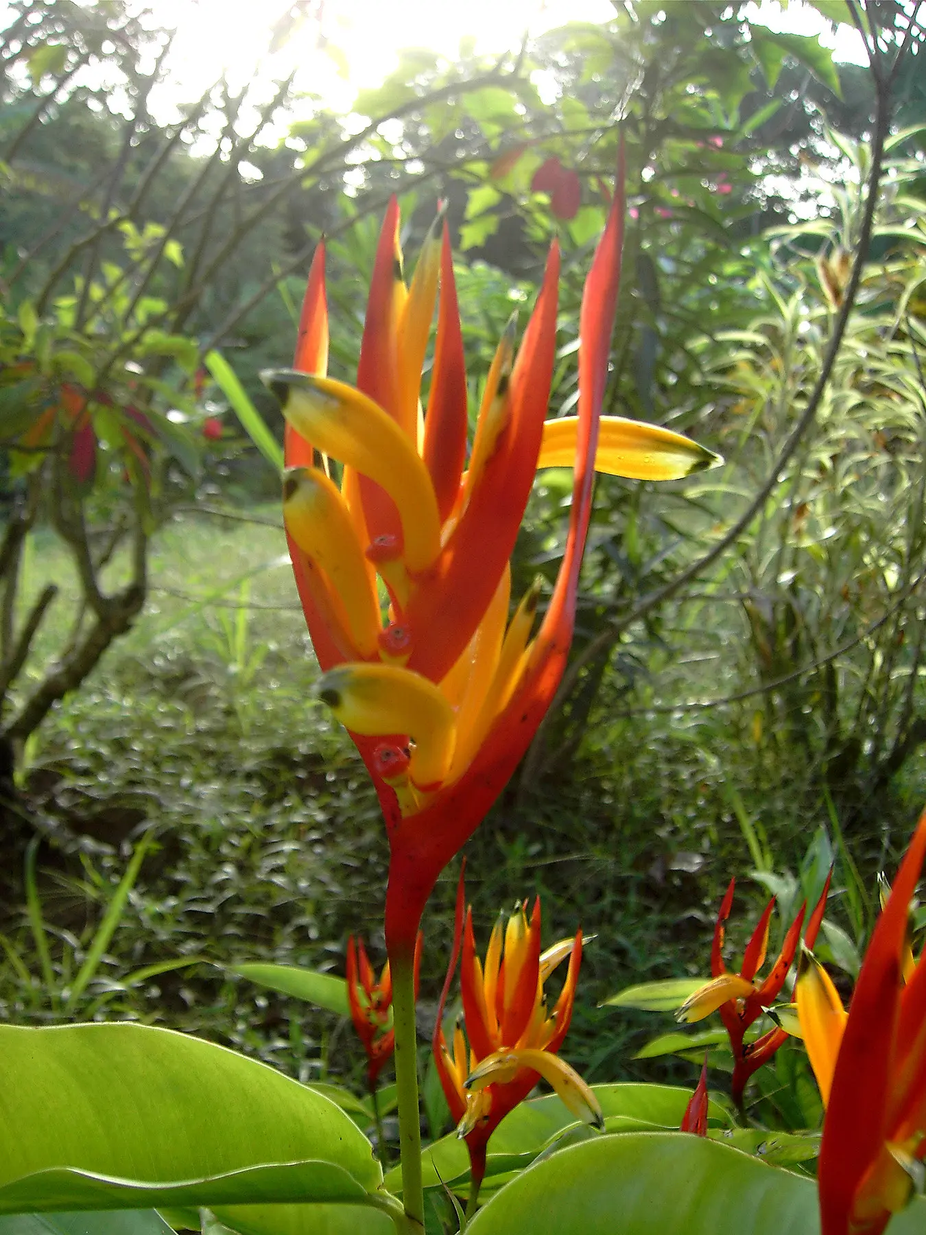 planta de loro nombre cientifico - Cuál es el nombre cientifico de la planta pico de loro