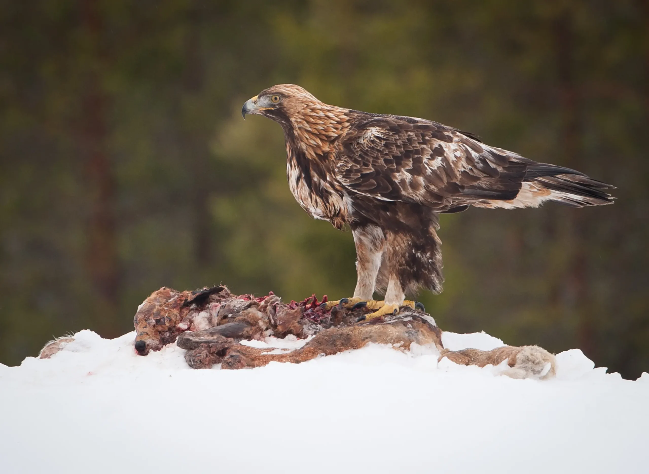 aves aguila nombre cientifico - Cuál es el nombre científico del águila