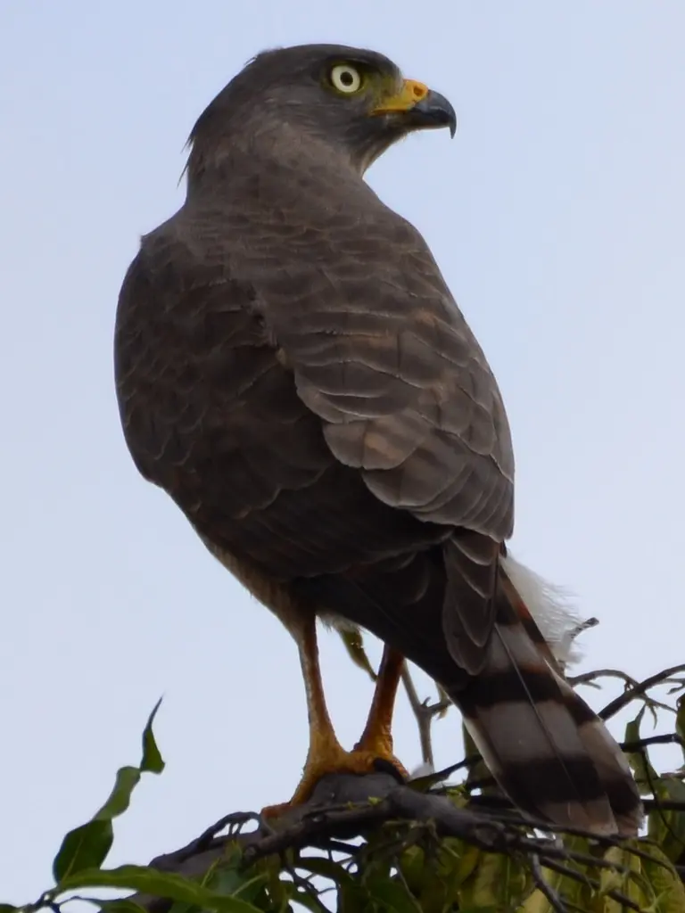 ave taguató común - Cuál es el nombre científico del Gavilán Caminero
