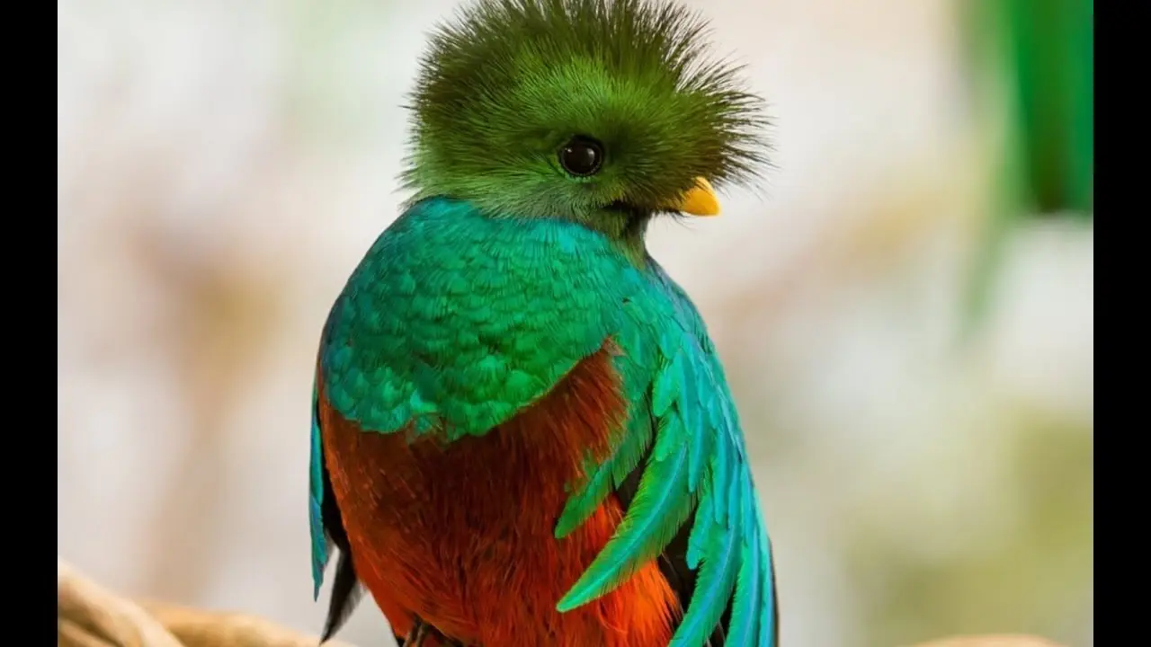Ave Nacional de Guatemala: Quetzal - Cuál es el nombre del ave nacional de Guatemala ave nacional de guatemala - Cuál es el nombre del ave nacional de Guatemala