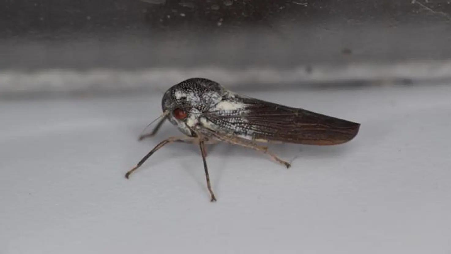Bichos: Cuando rescatan a Fly del pájaro - Cuál es el objetivo principal de la película los bichos bichos cuando rescatan a fly del pajaro - Cuál es el objetivo principal de la película los bichos