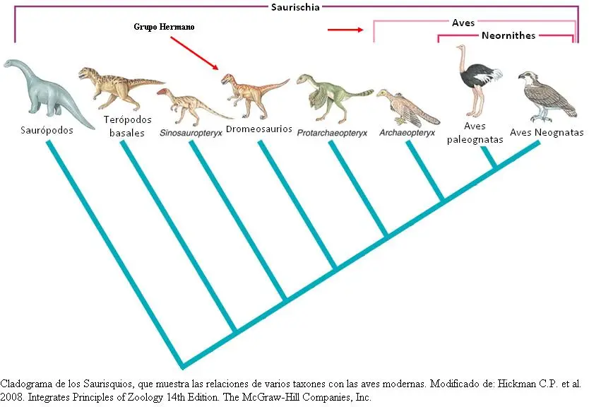 Cladograma: Iguana, Pájaro y Murciélago - Cuál es el orden al que pertenecen los murciélagos cladograma iguana pajaro y murcielago - Cuál es el orden al que pertenecen los murciélagos