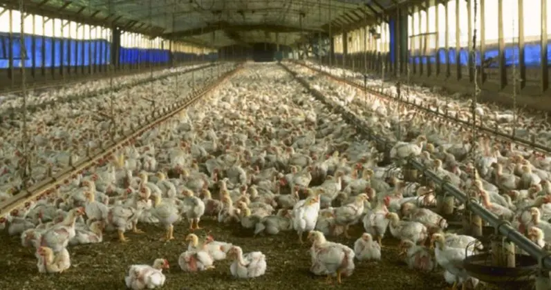 a donde se exportan las aves - Cuál es el país que más consume pollo