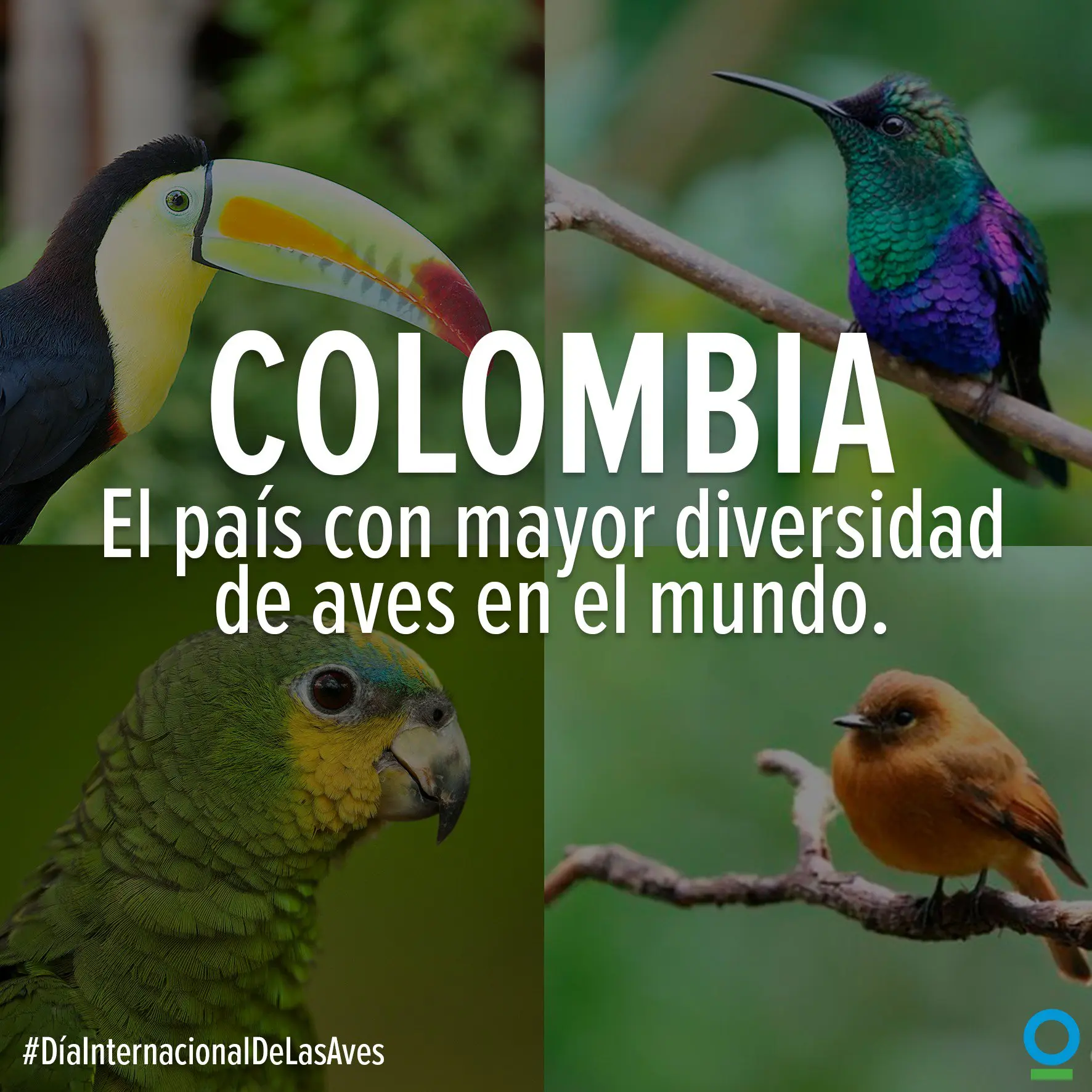 paises con mayor diversidad de aves - Cuál es el país que tiene mayor diversidad de peces anfibios reptiles aves y mamíferos en Latinoamérica