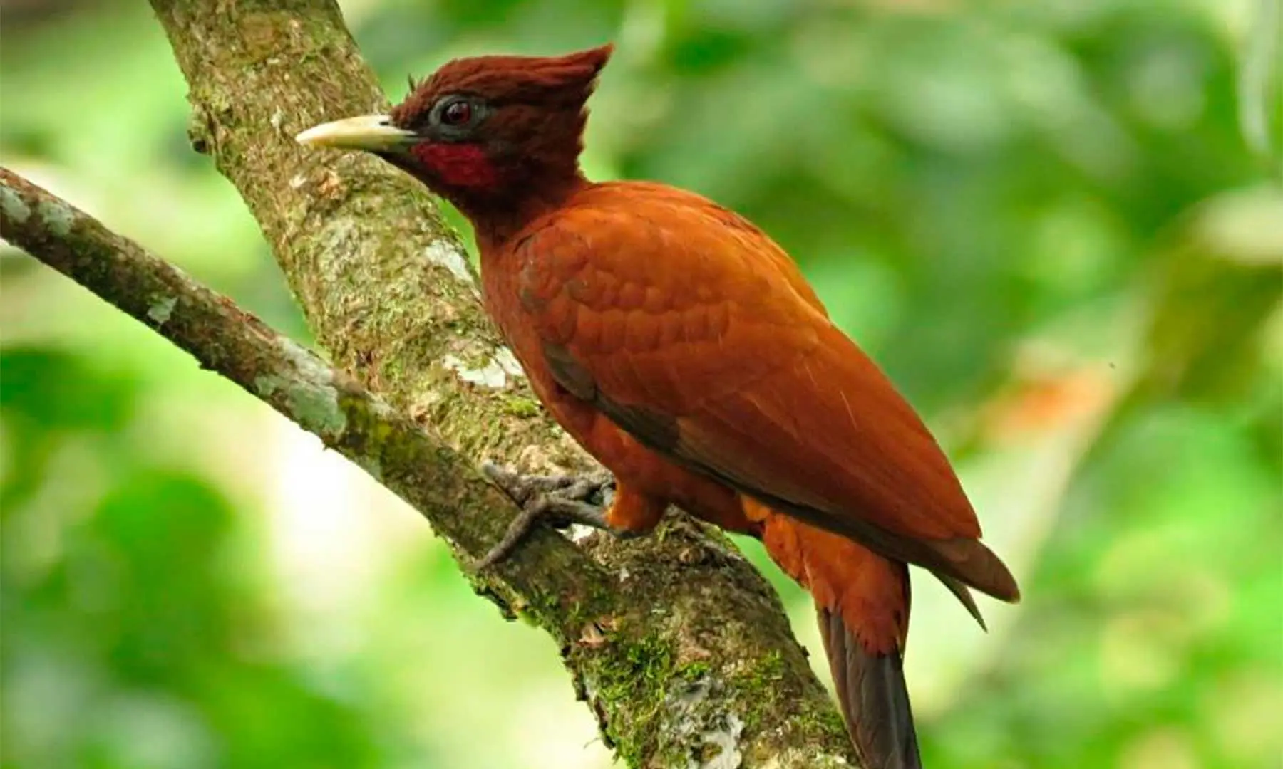 Aves de Manizales: Una riqueza natural - Cuál es el pájaro de Manizales aves de manizales - Cuál es el pájaro de Manizales