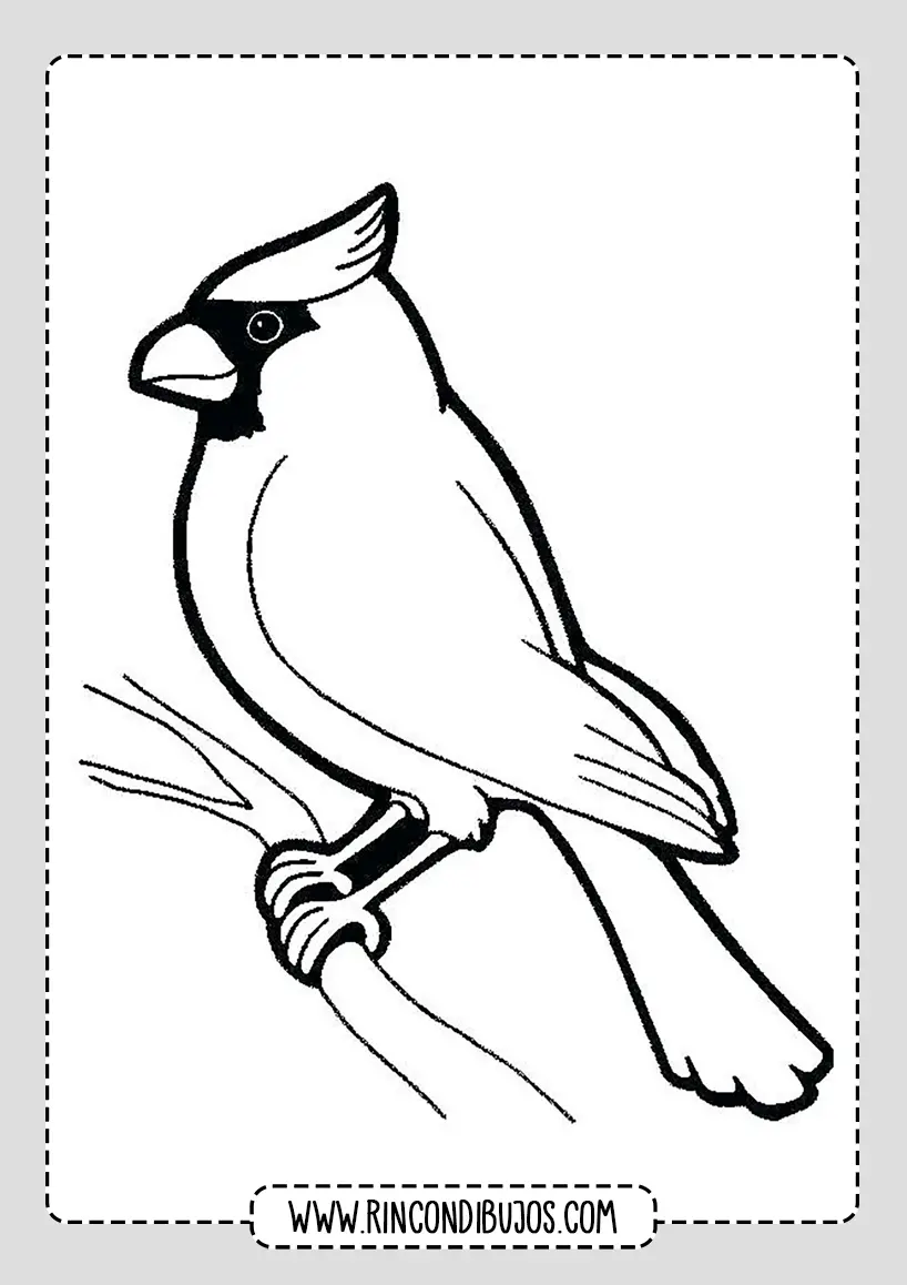 dziu el pajaro para calcar - Cuál es el pájaro DZIU