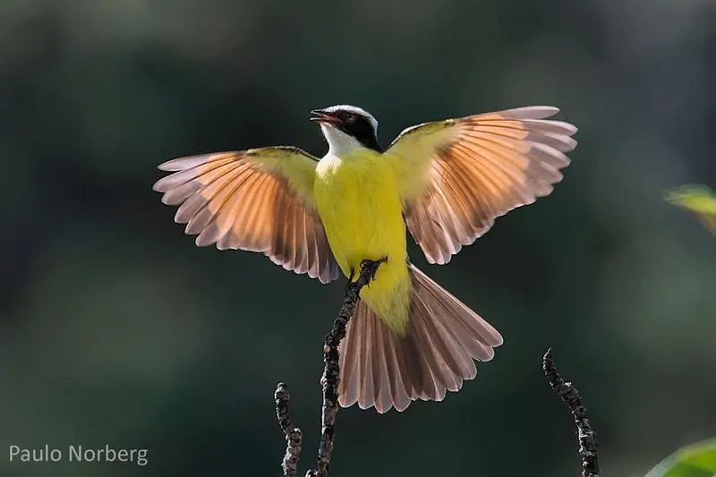 canto pajaro mesias - Cuál es el pájaro que canta Cristo fue