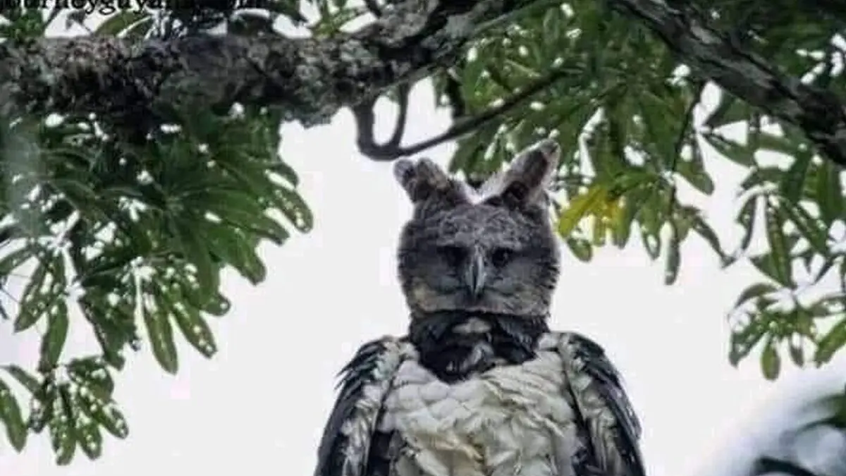 Ave con cabeza humana: Mitos y Leyendas - Cuál es el pájaro Tue Tue ave con cabeza humana - Cuál es el pájaro Tue Tue