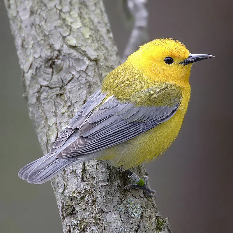 plural de pajaro - Cuál es el plural de pájaros