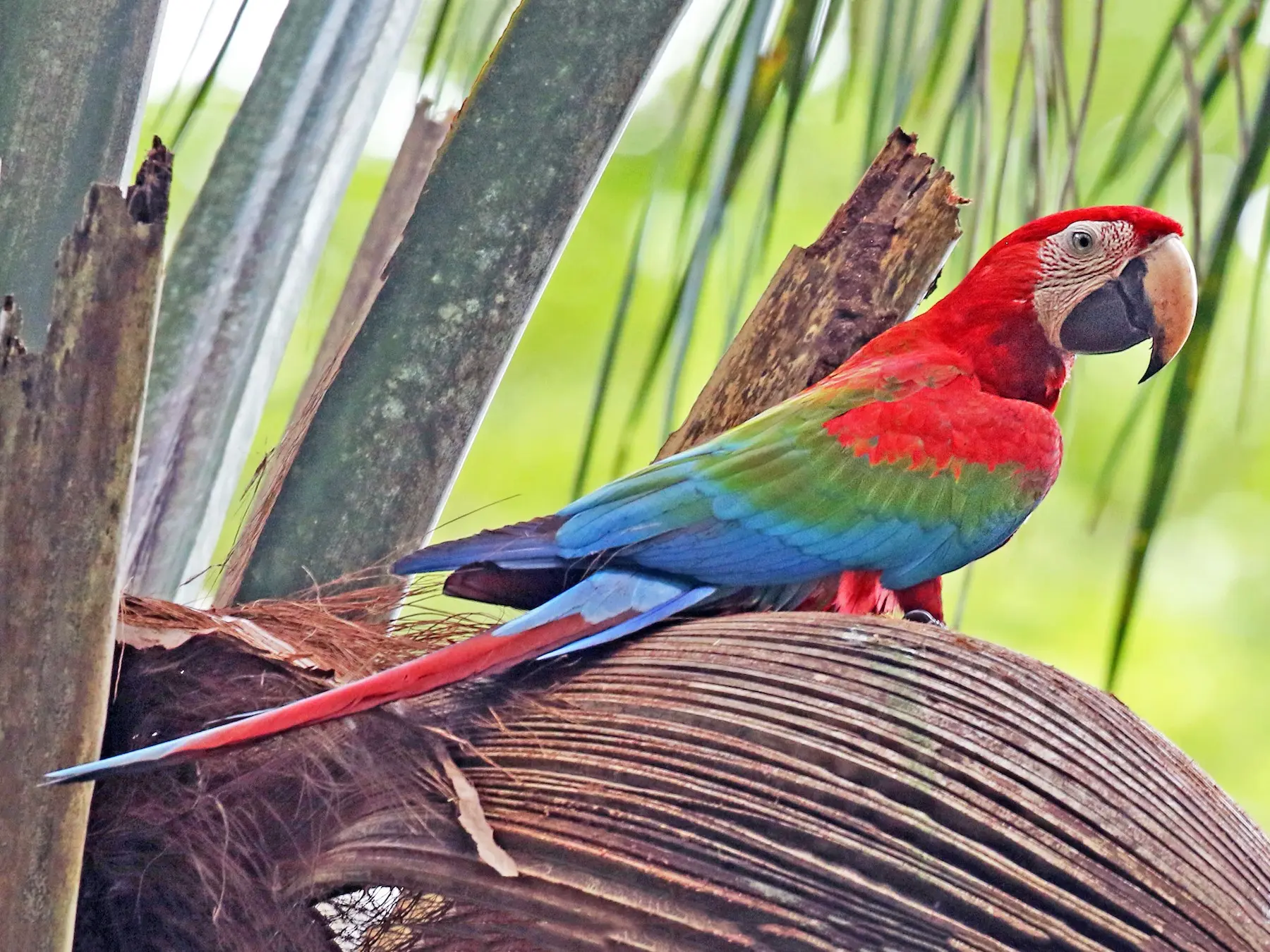 a que grupo aves pertenece el guacamayo - Cuál es el reino de los loros