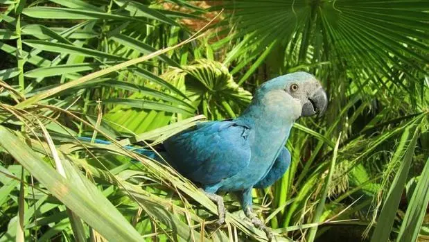 guacamayo azul habitat - Cuál es el reino del guacamayo azul