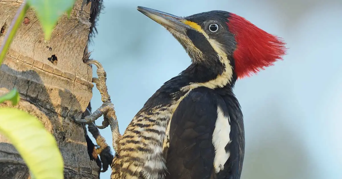 amortiguador de pajaro carpintero - Cuál es el secreto del pájaro carpintero