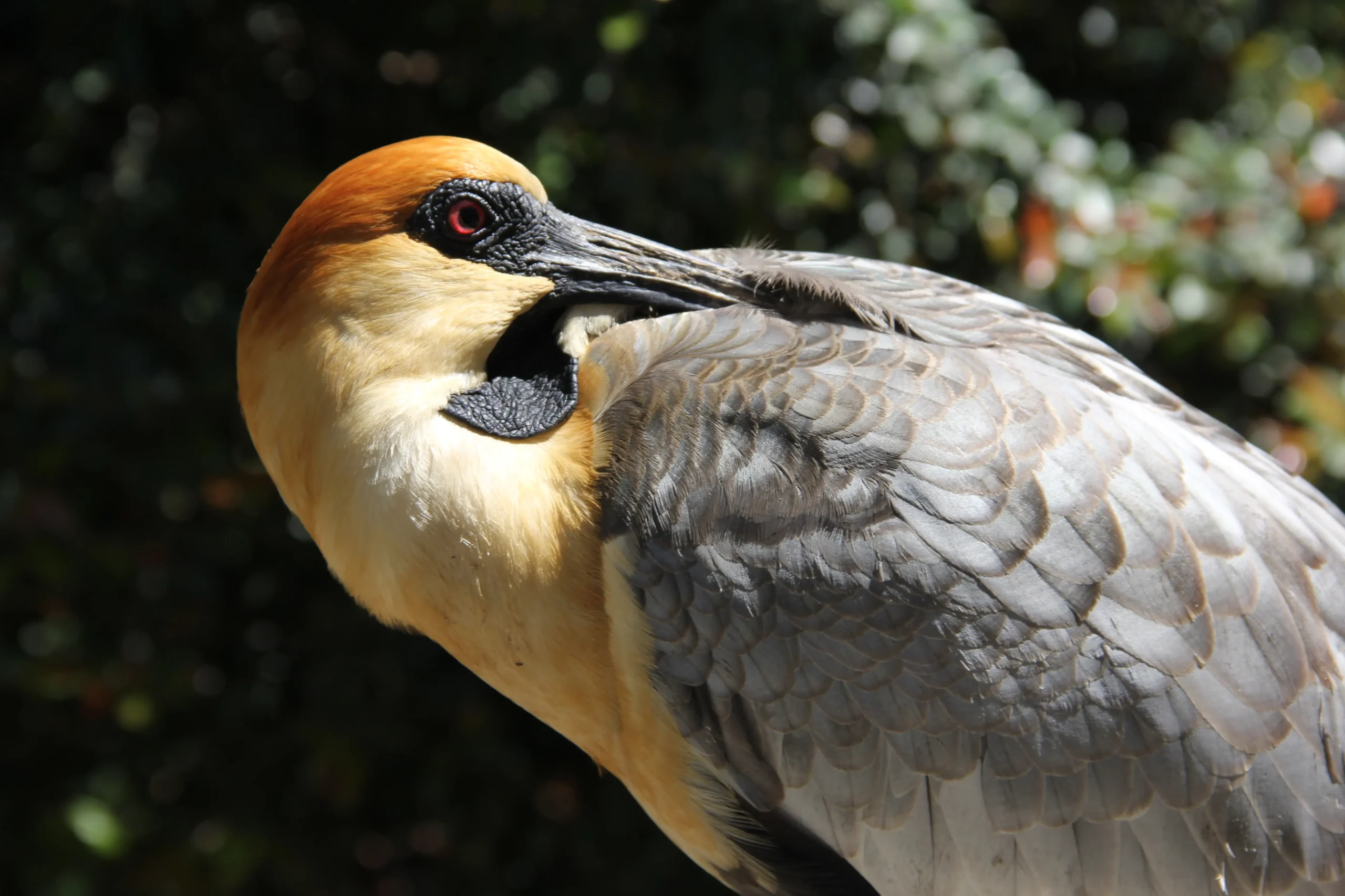 ave prehistorica en temaiken - Cuál es el significado de Bioparque