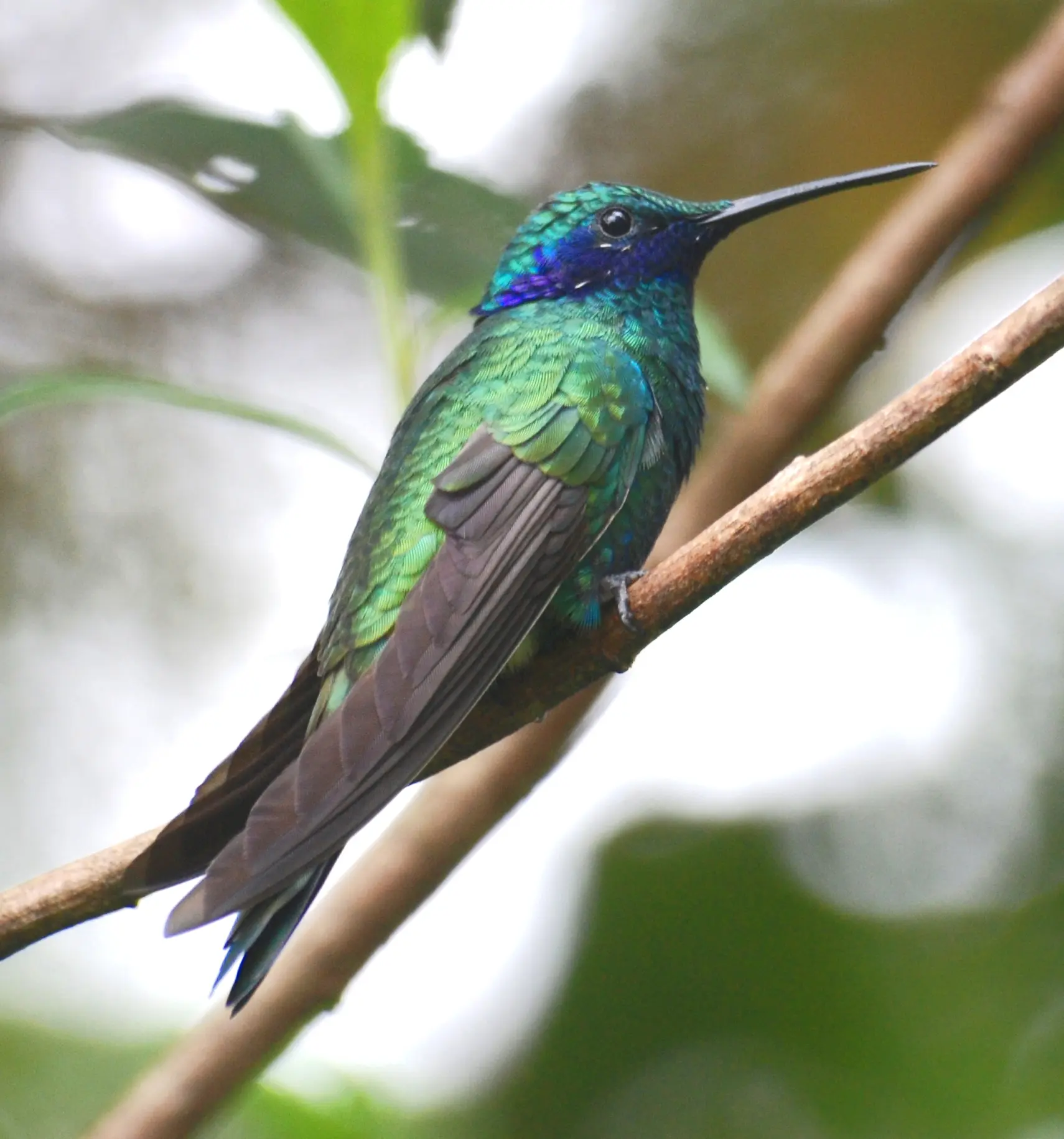 aves nectarívoras - Cuál es el significado de Nectarívoro